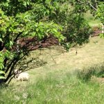 phoca_thumb_m_za zvtky 16 Fotogalerie
